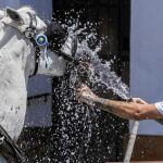 Un cochero refresca a su caballo con una manguera para mitigar las altas temperaturas en Sevilla