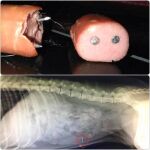 Imagen de una salchicha con clavos y de la radiografía del animal, en el que se ve cómo uno de los clavos le ha perforado el intestino