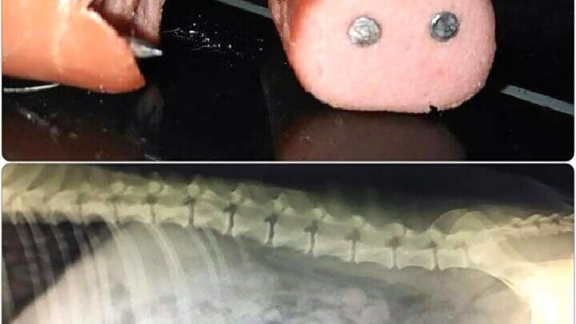 Imagen de una salchicha con clavos y de la radiografía del animal, en el que se ve cómo uno de los clavos le ha perforado el intestino