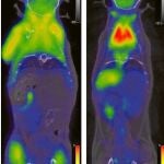 La exploraciones en ratones muestran que madre e hijo pueden tener el mismo genoma molecular y diferir en el mitocondrial
