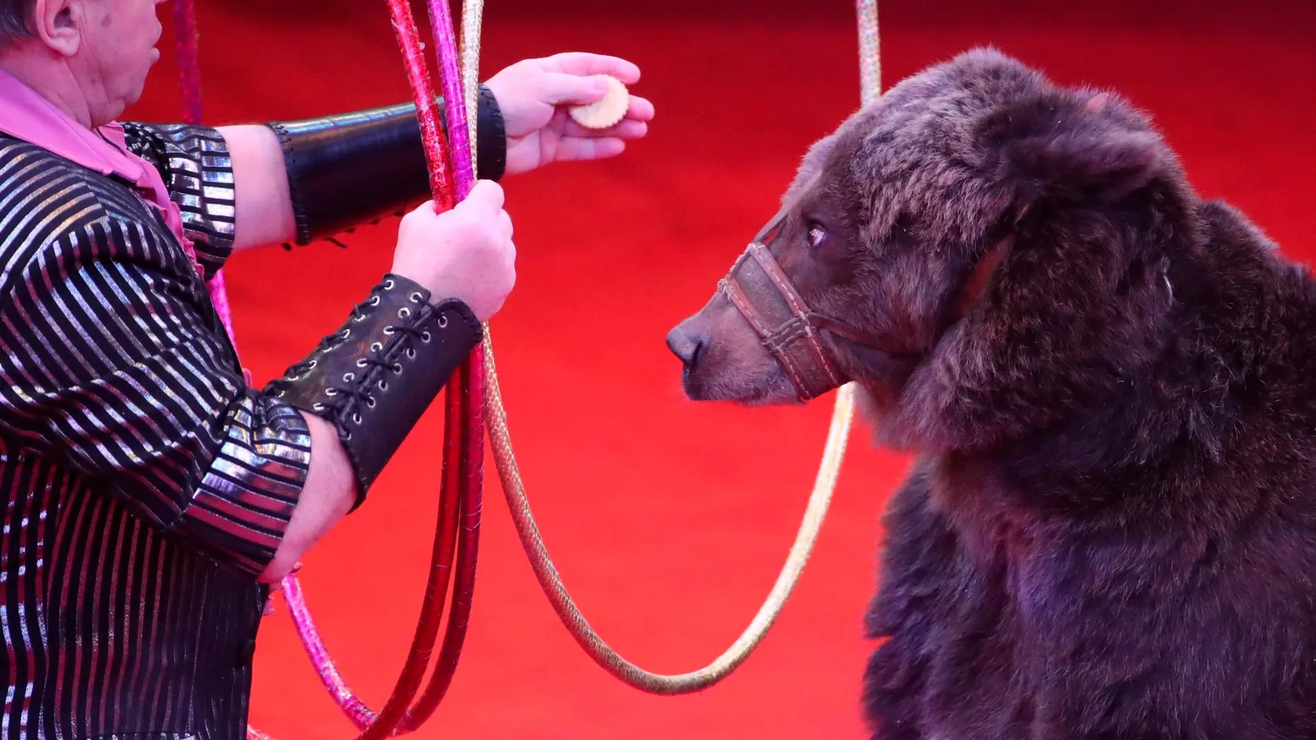 Espectáculo con animales en el circo