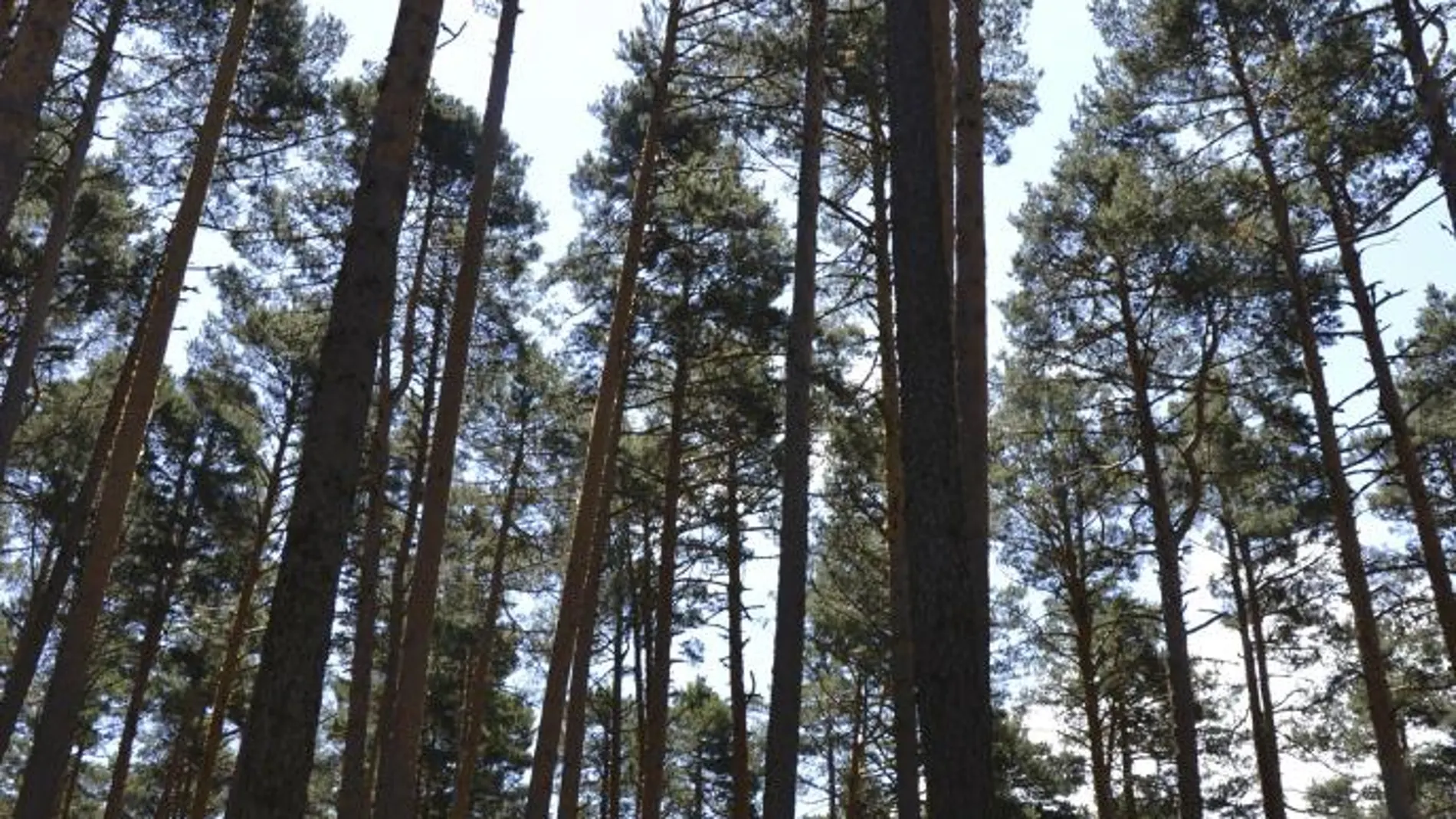 La masa forestal española es, tras la de Suecia, la más grande e importante de Europa, y una fuente de riqueza y de empleos, pero también de servicios ecológicos y sociales difícilmente evaluables y cuantificables. En la imagen, pinares de Valsaín en Segovia