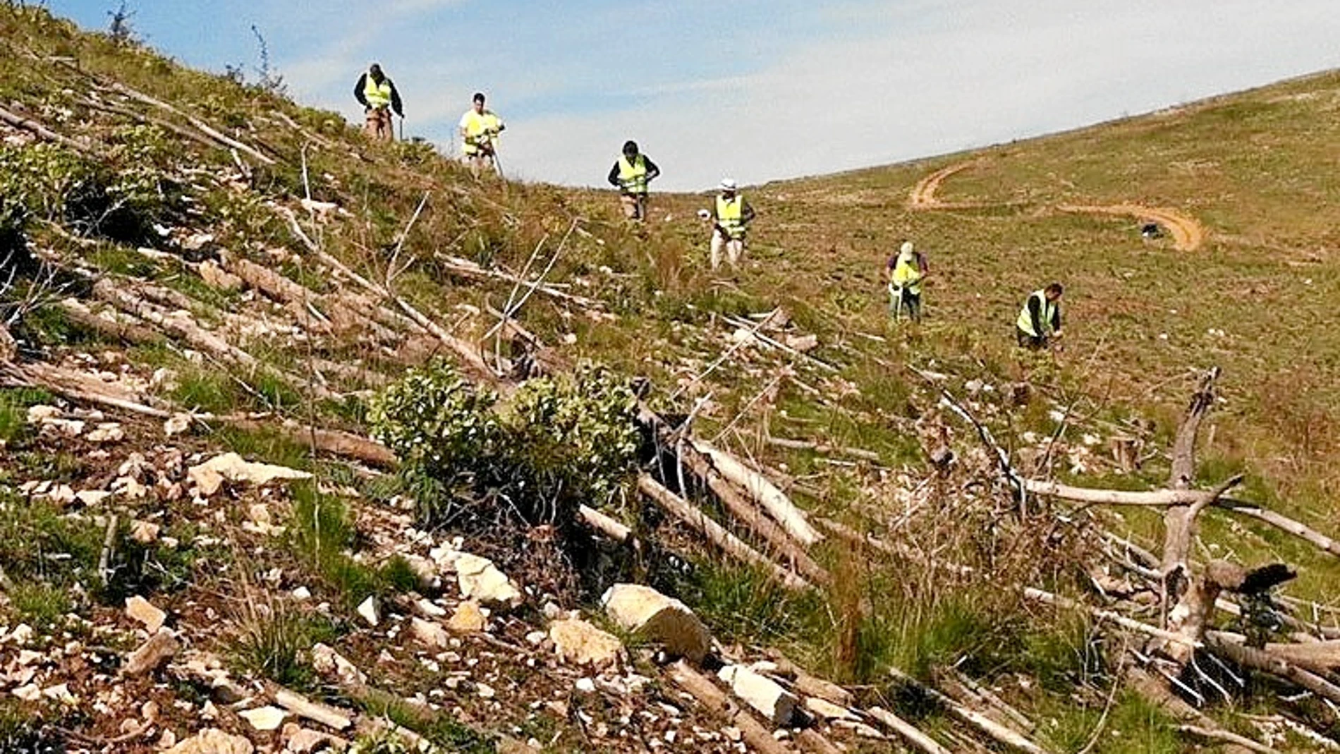 La reforestación la llevarán cabo personas en riesgo de exclusión social