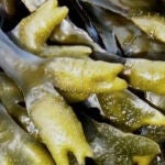 ¿Por qué tengo que comer alga kelp?