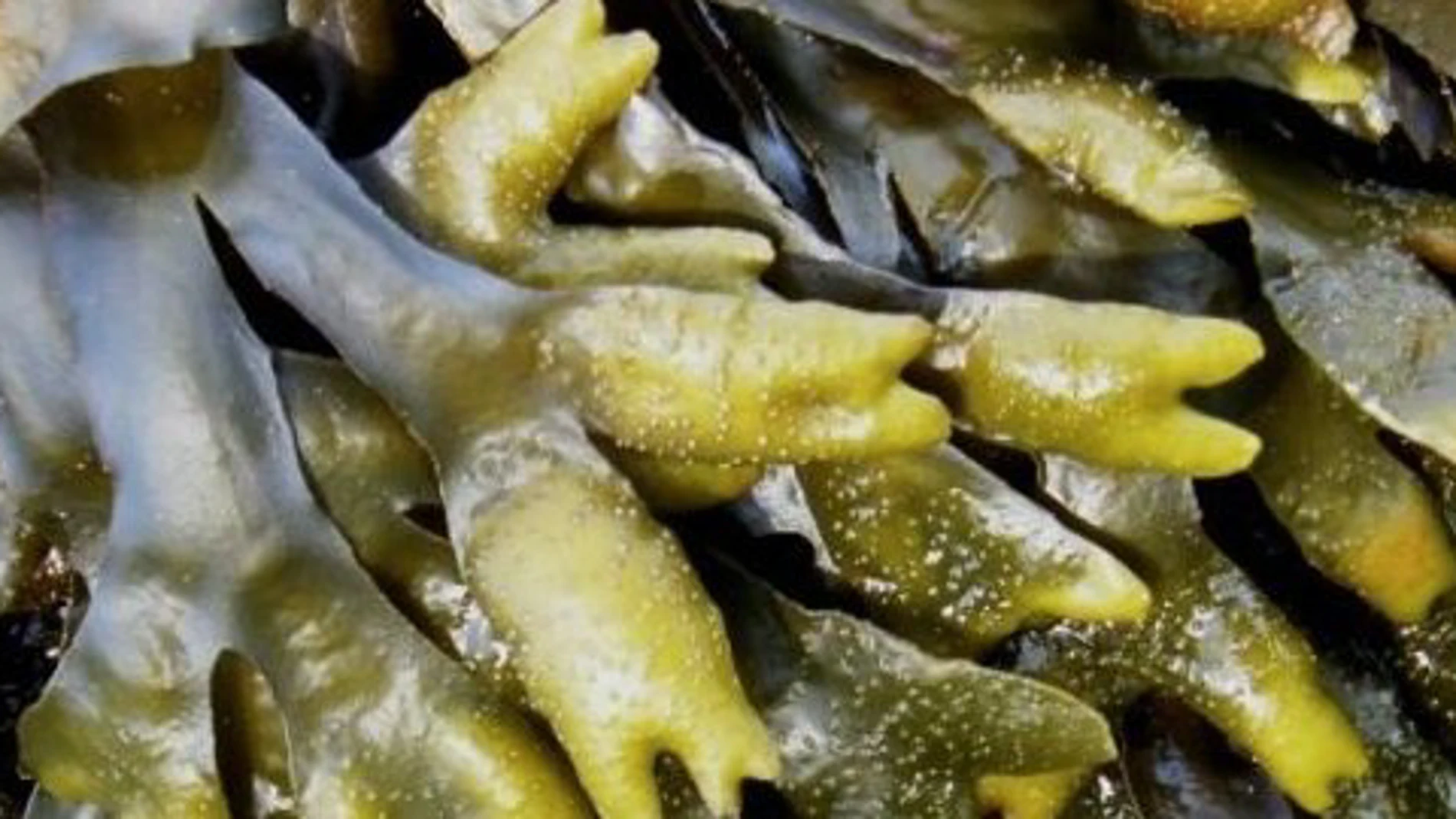 ¿Por qué tengo que comer alga kelp?