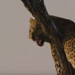 Momento en el que el leopardo ruge amenazante