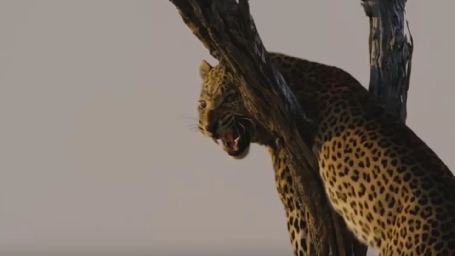 Momento en el que el leopardo ruge amenazante