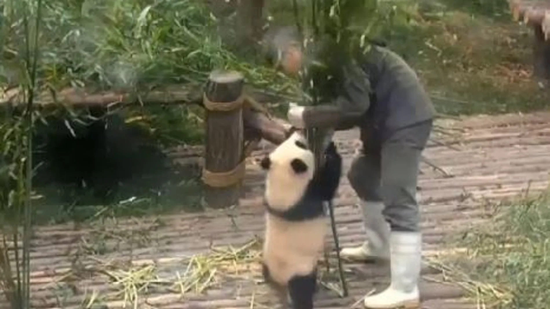 Imágenes de Qi Yi jugando