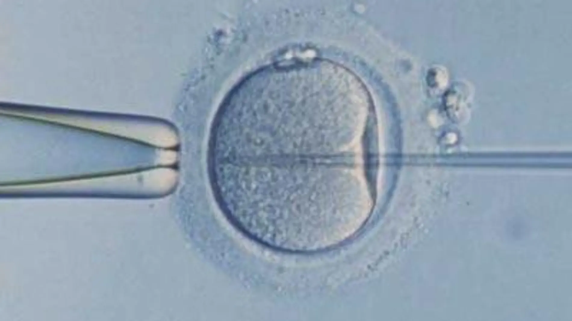 Imagen de la fecundación de un óvulo en un laboratorio