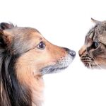 Batalla de cerebros entre perros y gatos