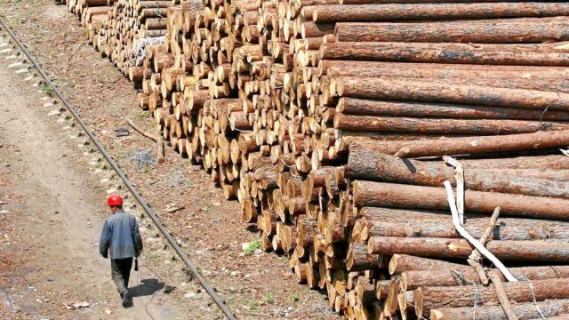El sector forestal deberá potenciar su papel como sumidero de las emisiones globales a través de los cultivos y de los bosques