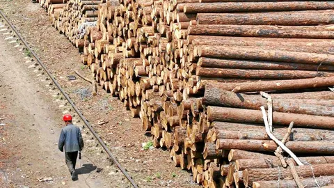 El sector forestal deberá potenciar su papel como sumidero de las emisiones globales a través de los cultivos y de los bosques