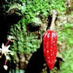 Detalle del fruto del cacao, antes de extraer las semillas en una hacienda en Chacaracuar, pequeña localidad situada en la Peninsula de Paria, en el oeste de Venezuela