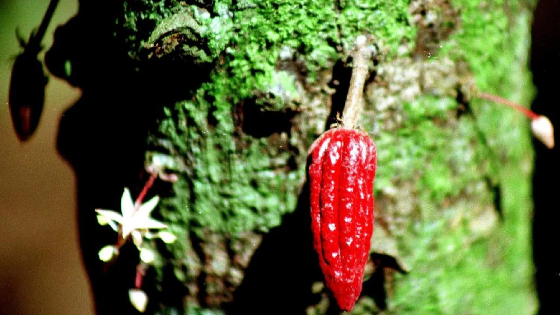 Detalle del fruto del cacao, antes de extraer las semillas en una hacienda en Chacaracuar, pequeña localidad situada en la Peninsula de Paria, en el oeste de Venezuela