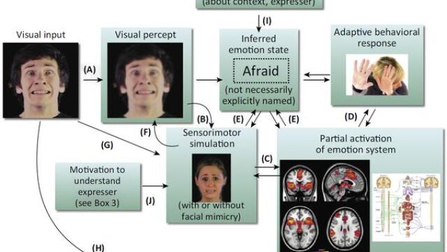 Esta imagen representa el proceso que se lleva a cabo en el cerebro cuando vemos la expresión facial de una persona. Ello activa la simulación sensoriomotriz, con o sin mímica facial, y varias regiones cerebrales para generar una respuesta e identificar ese estímulo visual con una emoción concreta