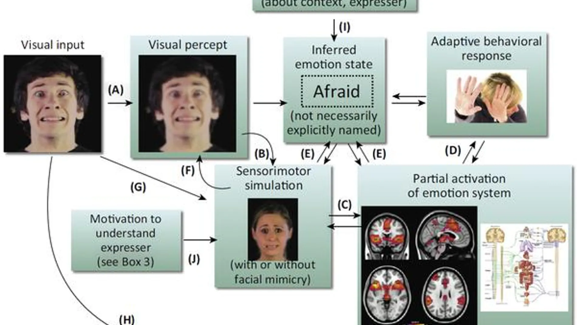 Esta imagen representa el proceso que se lleva a cabo en el cerebro cuando vemos la expresión facial de una persona. Ello activa la simulación sensoriomotriz, con o sin mímica facial, y varias regiones cerebrales para generar una respuesta e identificar ese estímulo visual con una emoción concreta