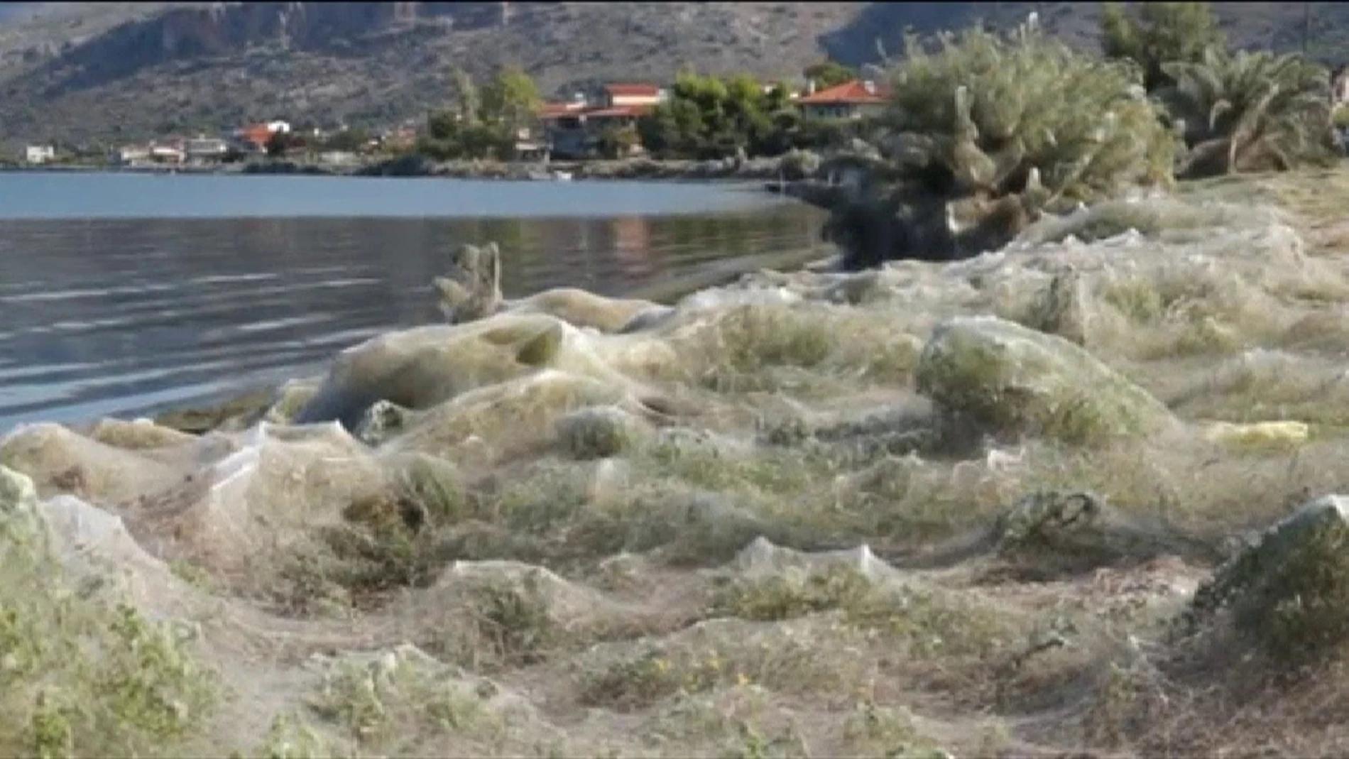 La telaraña ha cubierto hasta señales de tráfico/Foto y vídeo: Atlas