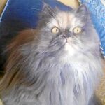 Leonor, un «peluche» juguetón