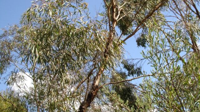Eucalipto «mallee» en la región de Melbourne