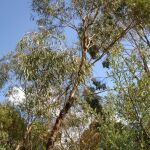Eucalipto «mallee» en la región de Melbourne