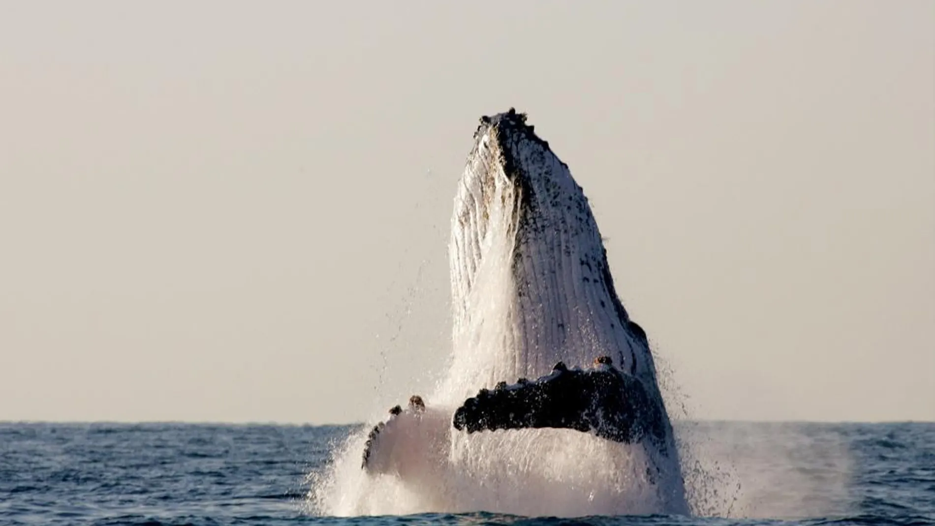 Un ejemplar de ballena jorobada en aguas de Sudáfrica