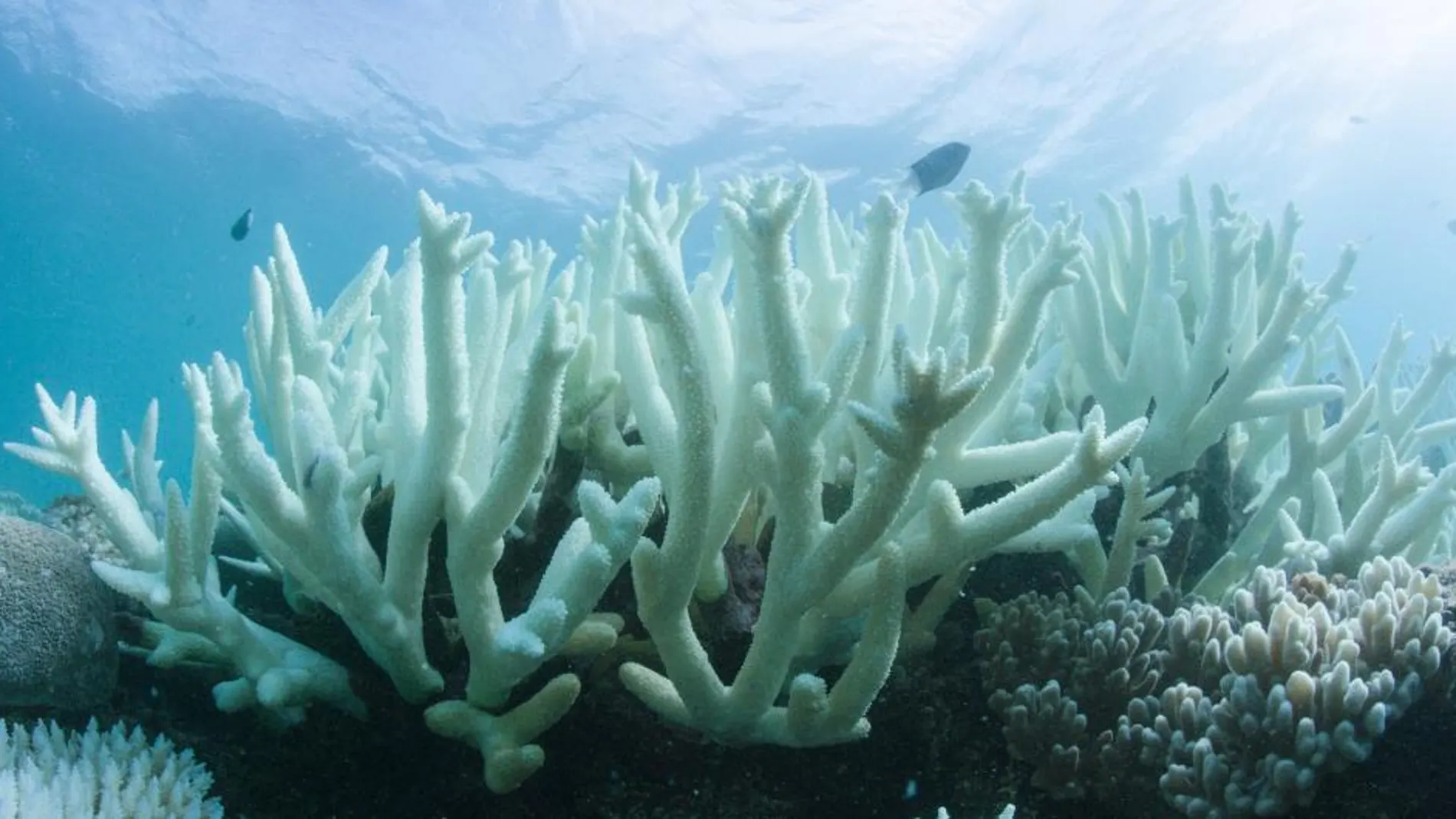 Detalle del blanqueo masivo que sufre la Gran Barrera de Arrecifes, el mayor sistema coralino del mundo situado en el noreste de Australia, em Vlassof Cay (Australia) el pasado 6 de marzo de 2017.