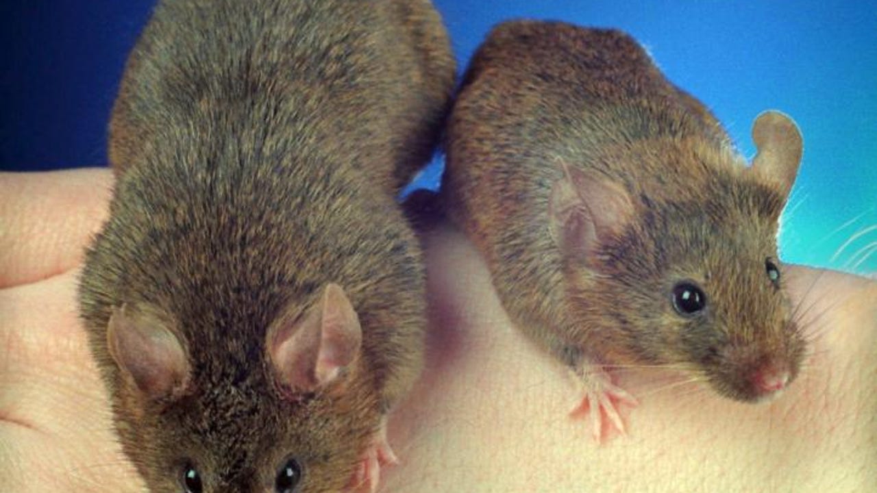 Desvelan los secretos de los bigotes del ratón