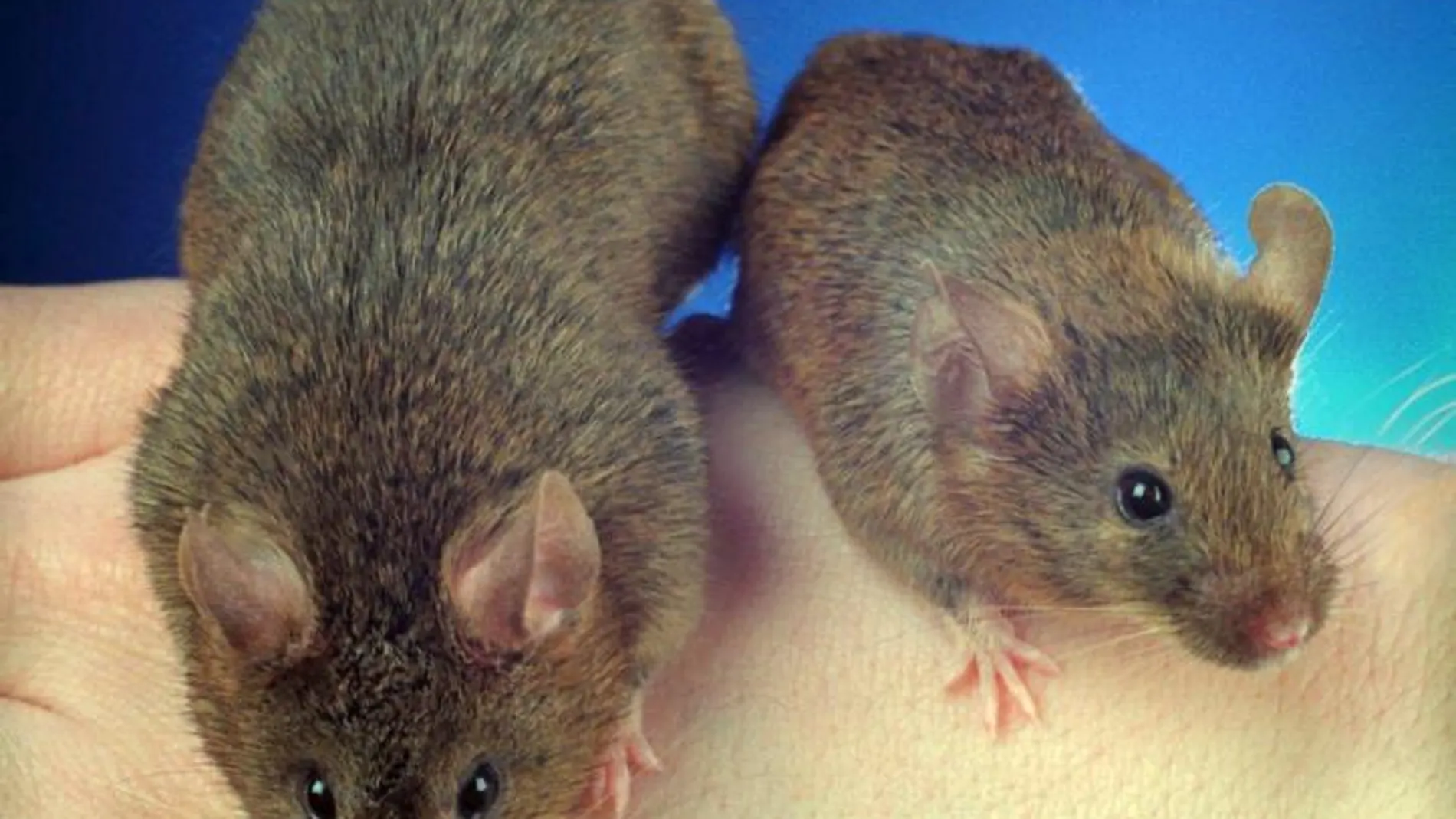 Desvelan los secretos de los bigotes del ratón