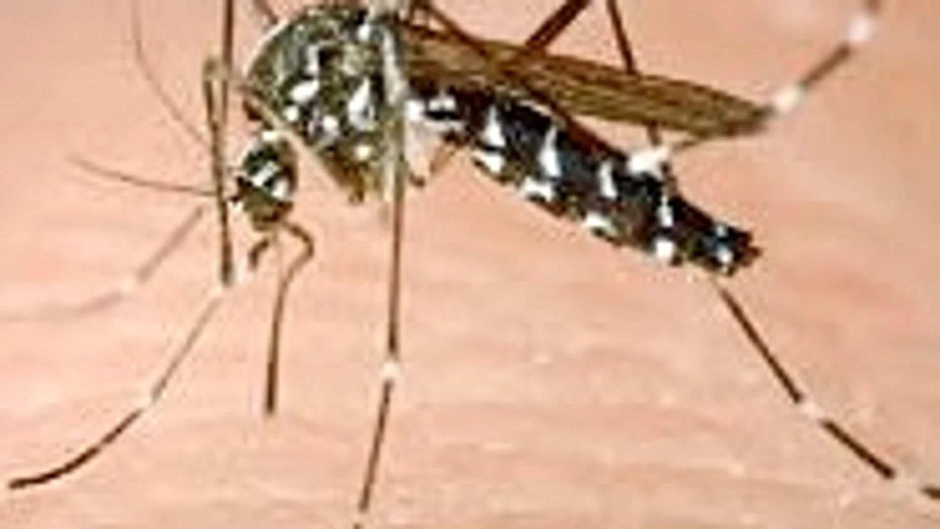 Instalado desde hace tiempo en partes de Cataluña, este tipo de insecto es el transmisor del dengue en la cuenca mediterránea