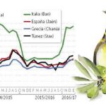 Los precios en origen del aceite de oliva se disparan hacia los 4 euros por kilo