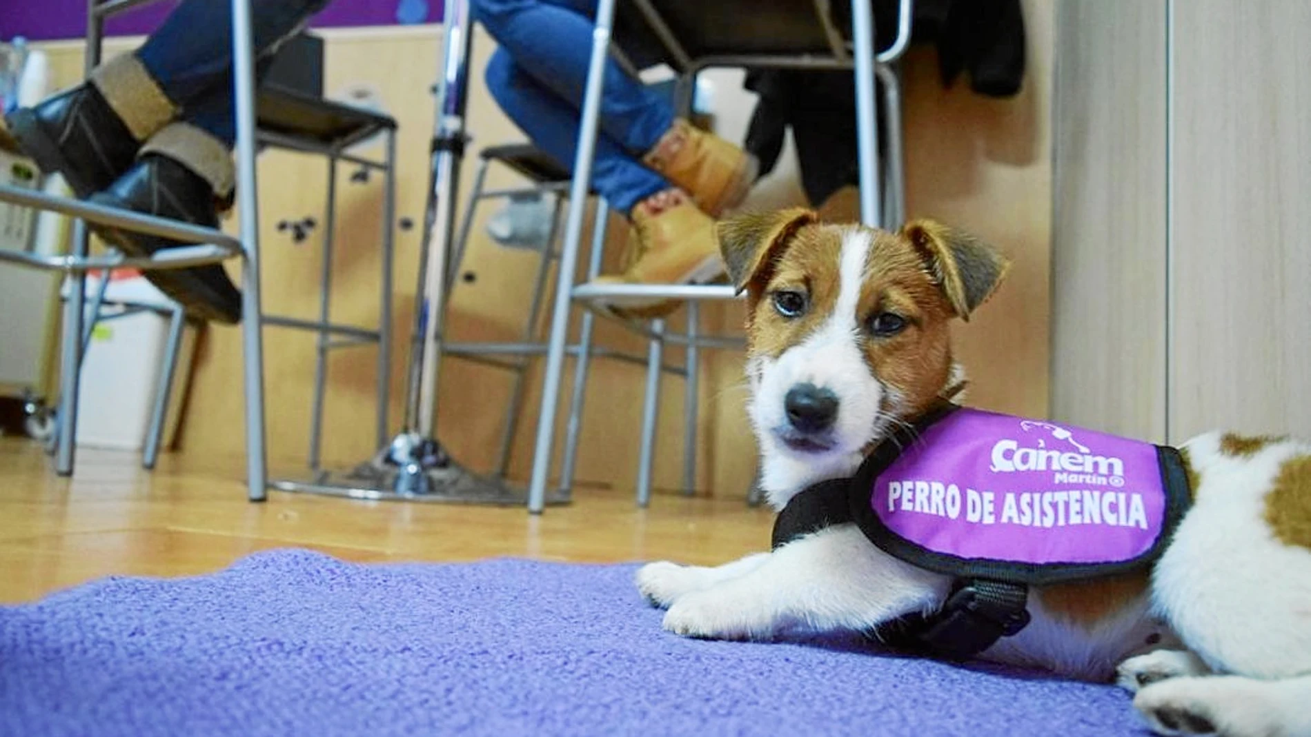 Los Jack Russell son criados por su criador de confianza Bosques Azules