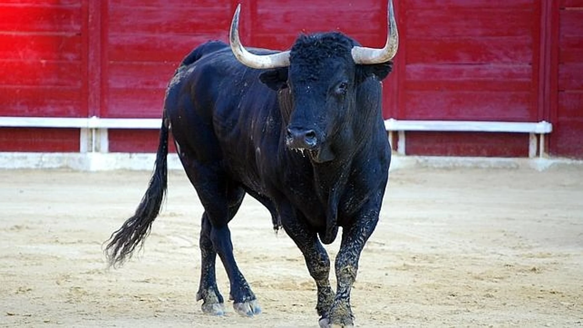 Toros: La última cornada de la corrección política