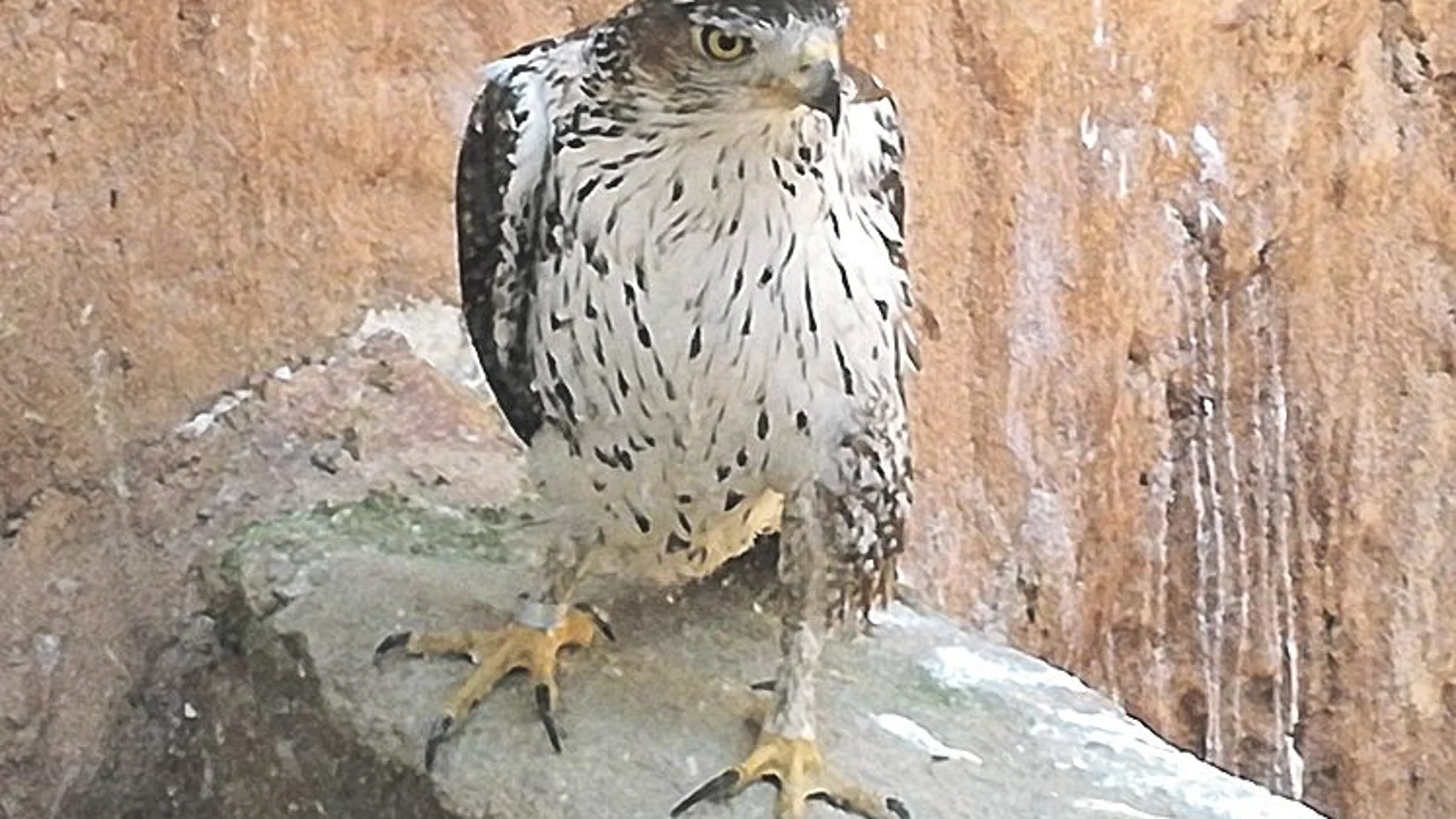 Este ejemplar de águila perdicera llegó al centro de rehabilitación de fauna Grefa electrocutada; se le tuvo que amputar un ala