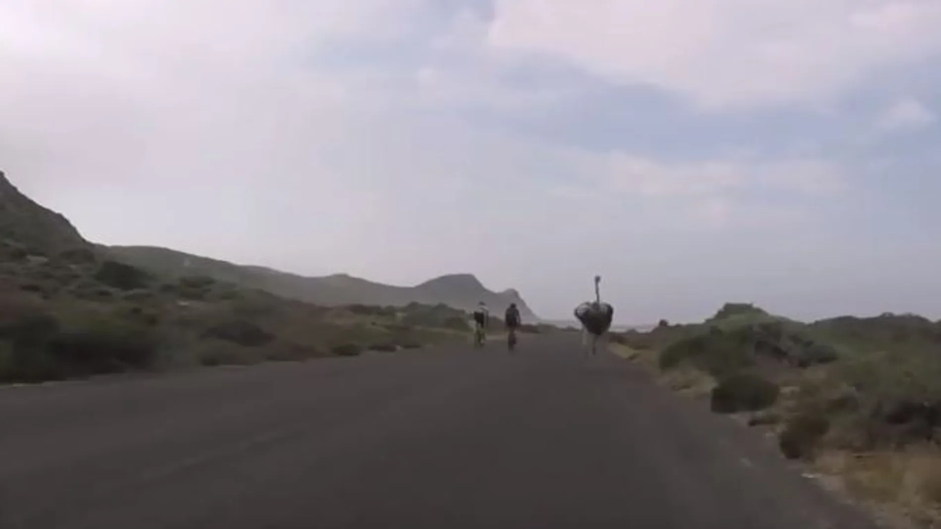 Un avestruz persigue a dos ciclistas a más de 50 km/h