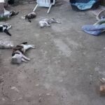Siete de los nueve gatos encontrados sin vida en el albergue de San Vicente del Raspeig / Felinos lo Morant