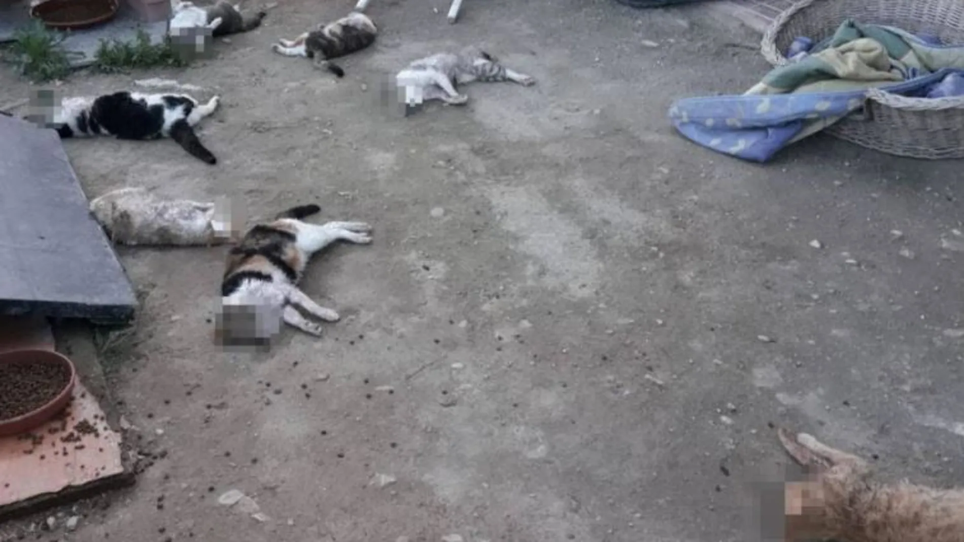 Siete de los nueve gatos encontrados sin vida en el albergue de San Vicente del Raspeig / Felinos lo Morant