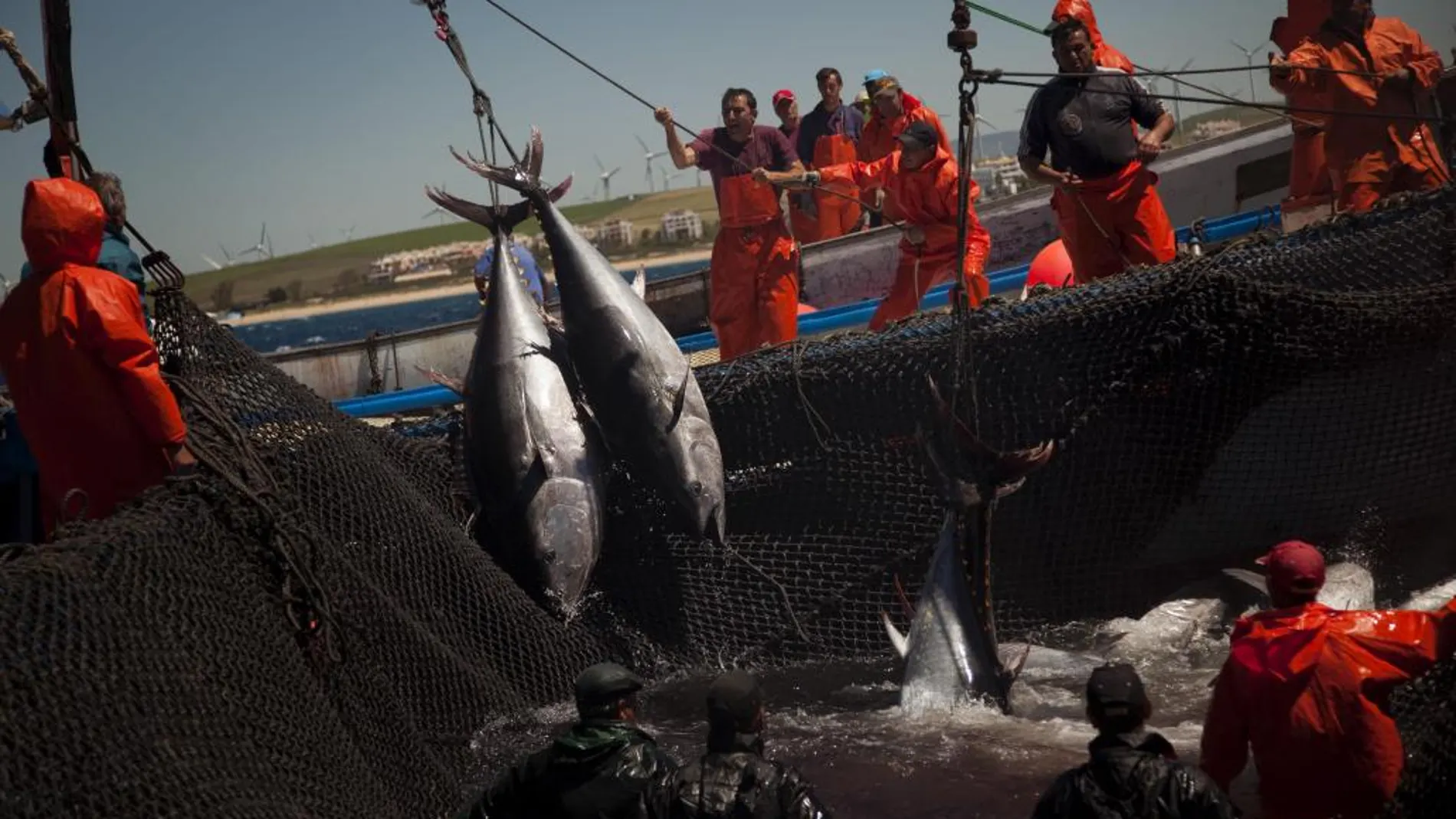 ¿Pescado sostenible en colegios y hospitales públicos?