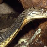 La cría comercial de esta especie de cobra, es muy apreciada por su uso en la medicina tradicional china y en la elaboración del vino de serpiente