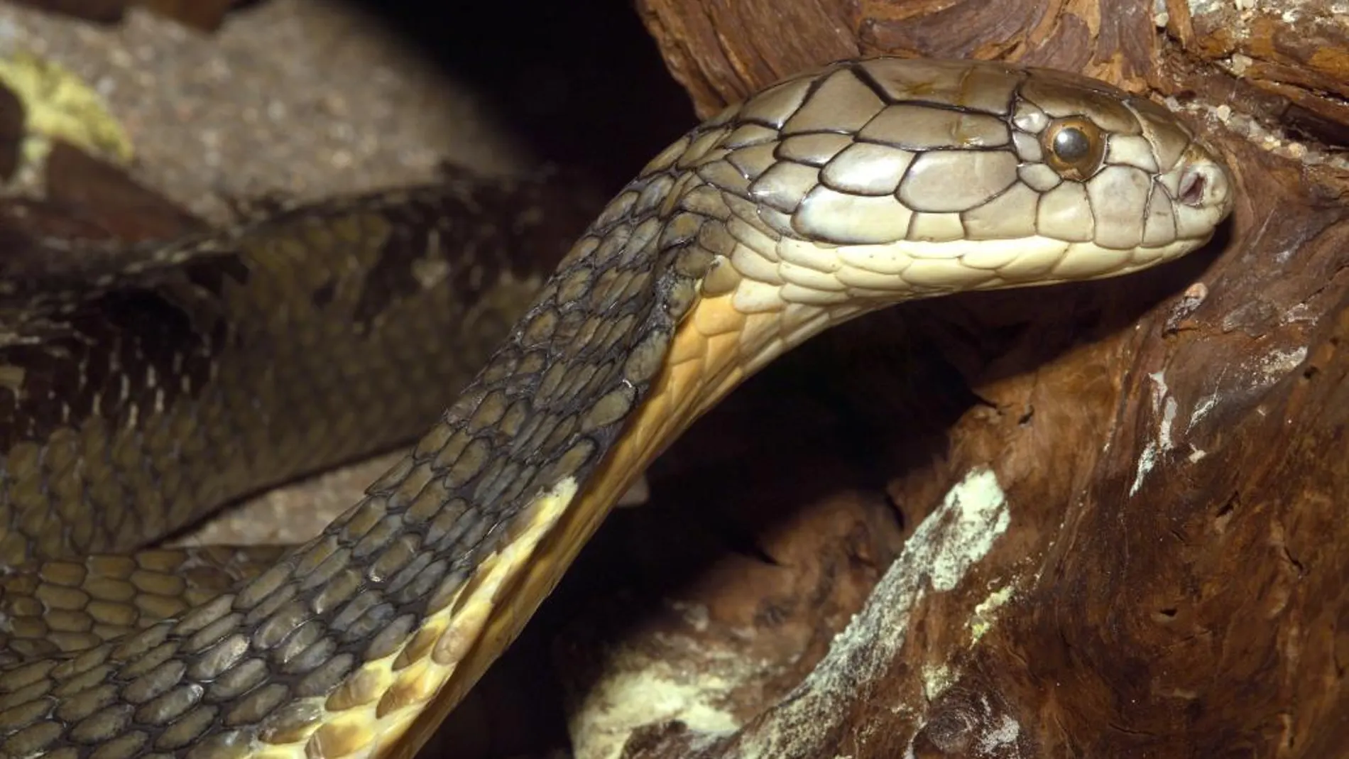 La cría comercial de esta especie de cobra, es muy apreciada por su uso en la medicina tradicional china y en la elaboración del vino de serpiente