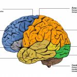 Las distintas partes del cerebro y sus funciones