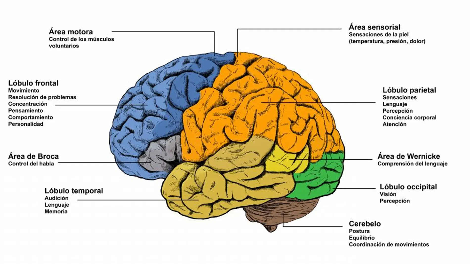 Las distintas partes del cerebro y sus funciones