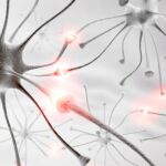 Así es la optogenética: Bombillas LED para curar nuestro cerebro