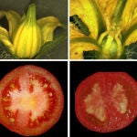 Comparación entre un tomate no partenocárpico (izquierda) y uno partenocárpico (derecha)
