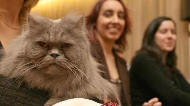 Un gato en un concurso de mascotas por el día de San Antón