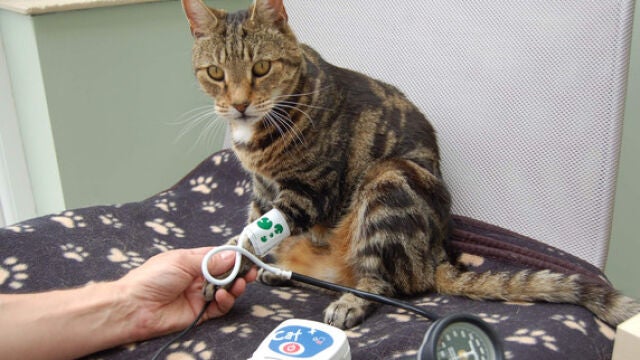 Medir la tensión arterial en los gatos puede ayudar a tratar con tiempo problemas derivados de la hipertensión