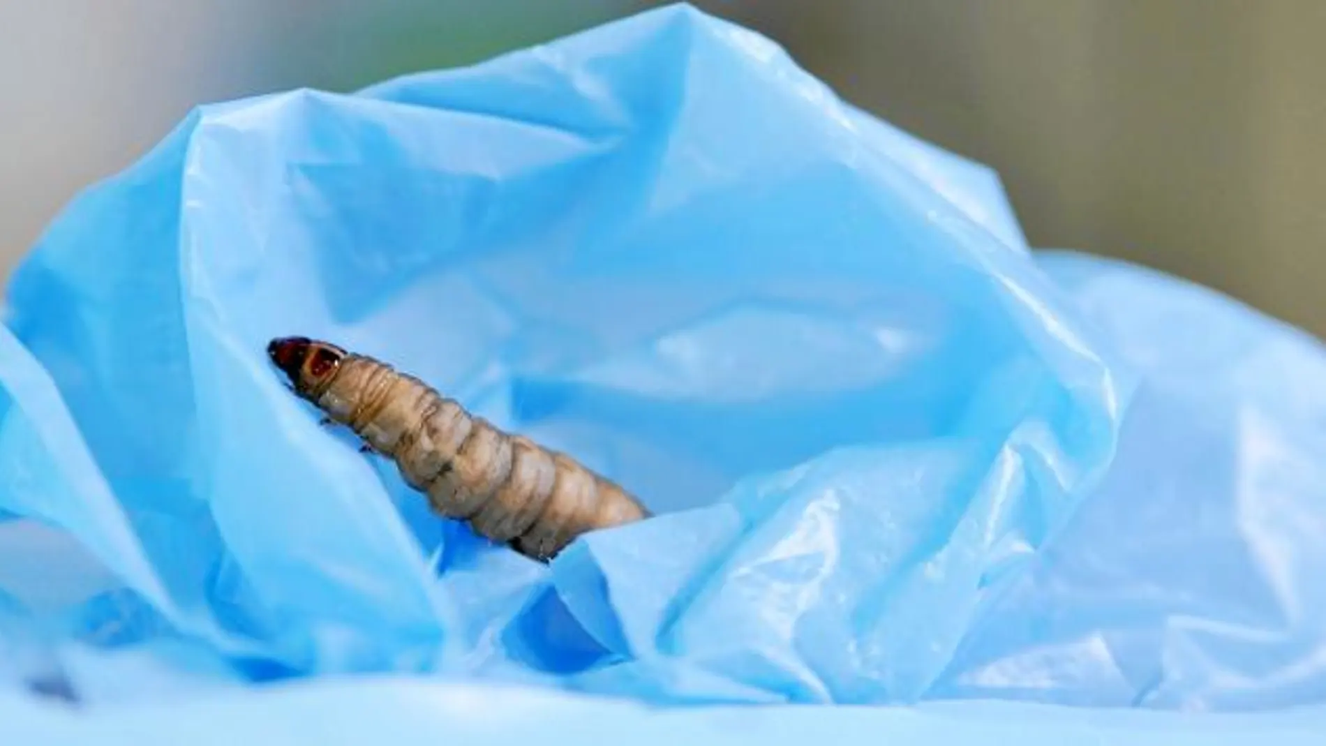 Las bolsas en las que se guardaban estas larvas se llenaban de agujeros