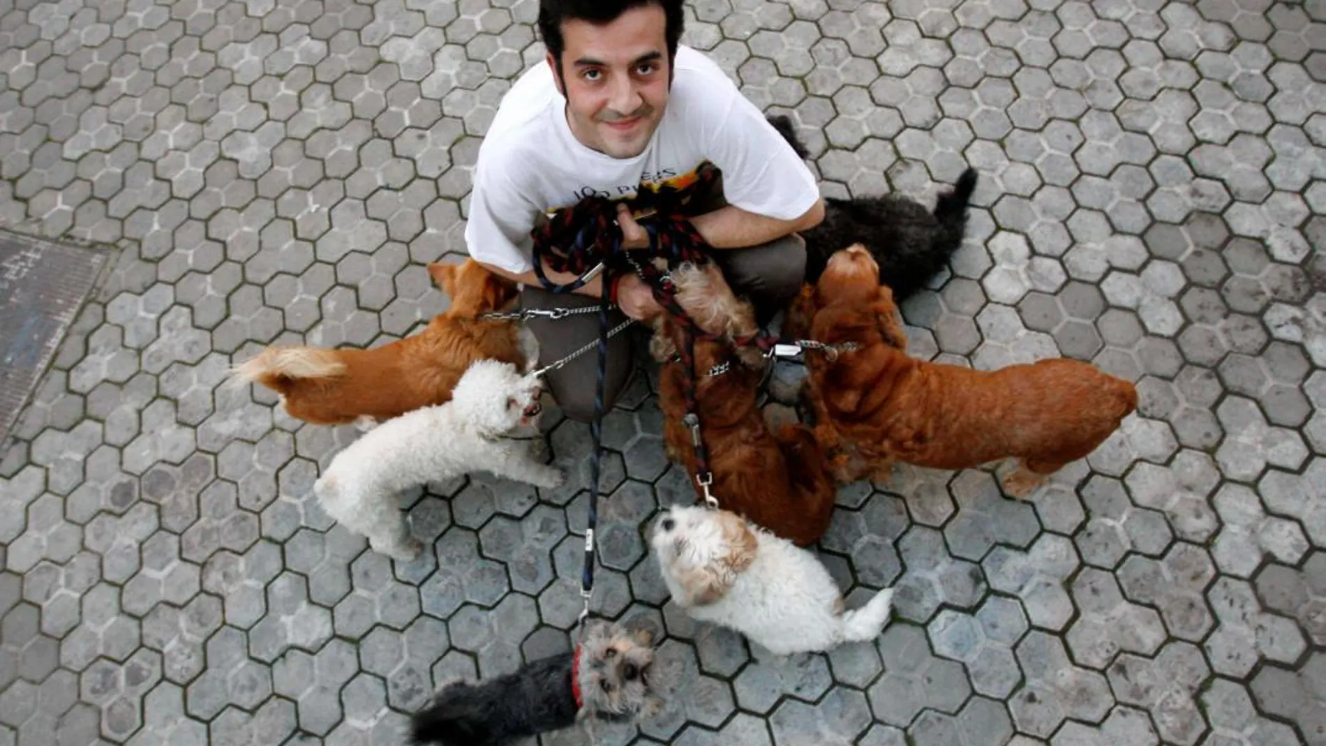 El 93 por ciento de los animales inscritos en el registro son perros (Foto: Manuel Olmedo)