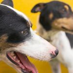 Parlamentarios promoverán la empatía hacia los animales en el currículum educativo