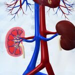 Reducir la inflamación en el riñón para frenar el envejecimiento
