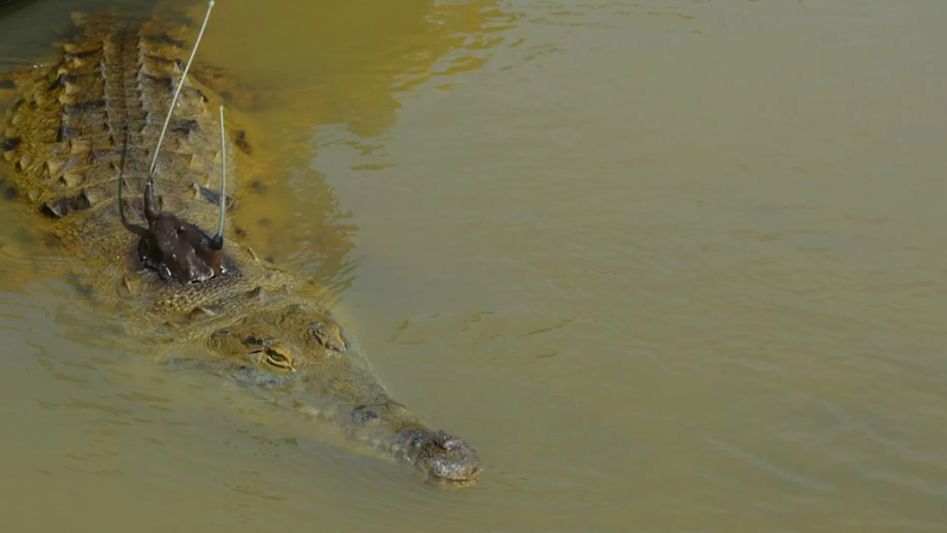 Cocodrilo de la especia Crocodylus intermedius con un aparato de seguimiento instalado
